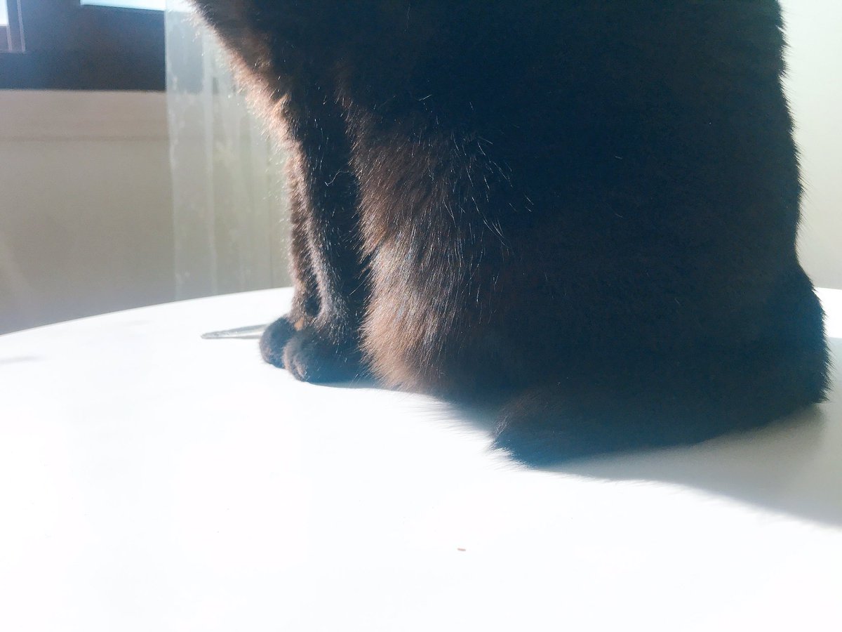 blacksesame_'s tweet image. 탄주먹 고양이발이랍니다.