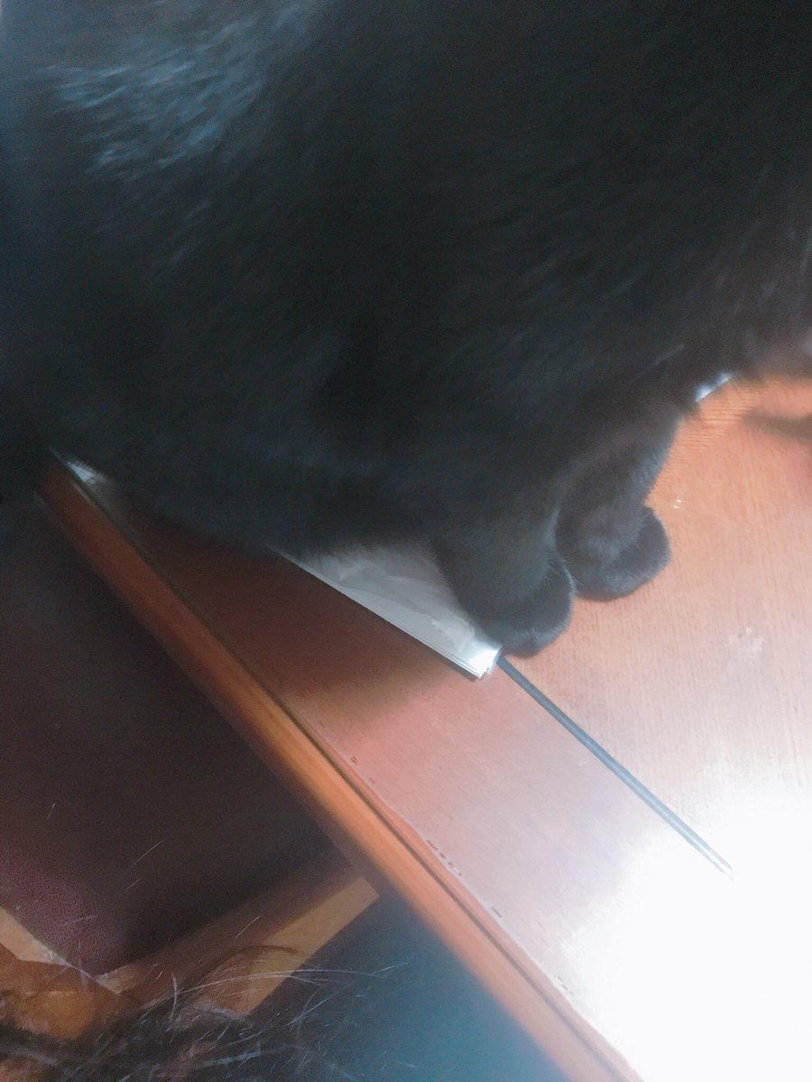 blacksesame_'s tweet image. 탄주먹 고양이발이랍니다.