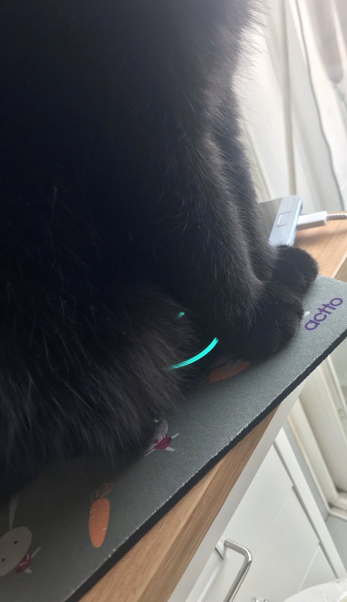 blacksesame_'s tweet image. 탄주먹 고양이발이랍니다.