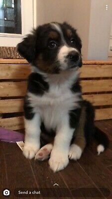 Ptbo_Jen's tweet photo. Happy 1st birthday Boop! Now double the size and double the trouble. #BestPartOf2020 https://t.co/W9PVVtqDnu