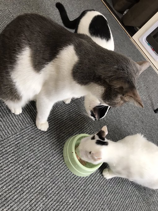 新宿猫カフェのtwitterイラスト検索結果