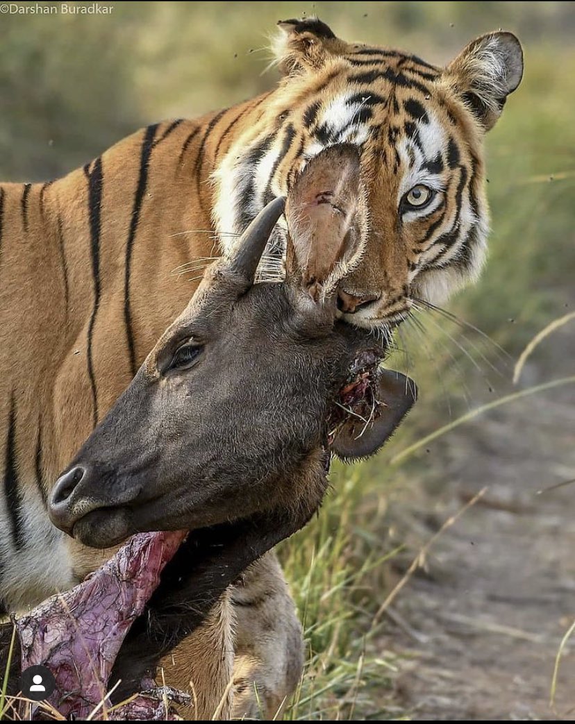 paurushsh's tweet photo. Our national animal is also #antinational now.
#Boycotttiger
P.S - Tiger is the vahan of Sherawali Mata ji. https://t.co/8HvRZ5k7ZZ