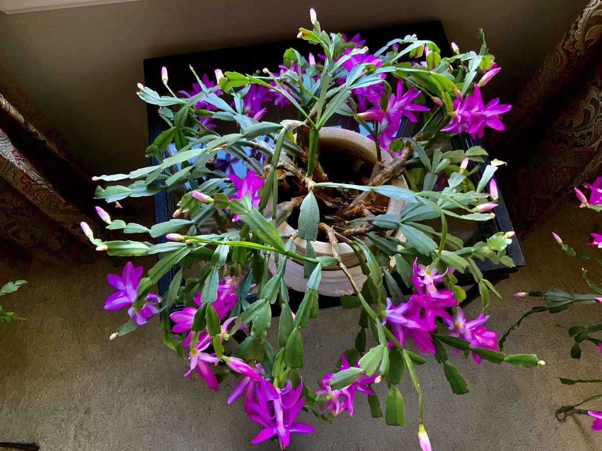 My Thanksgiving Cayuse is in full bloom,my late  Mother &amp; Law told we that you needed to find a happy place for my plants and I must have so many blooms. 🙋‍♀️❤️