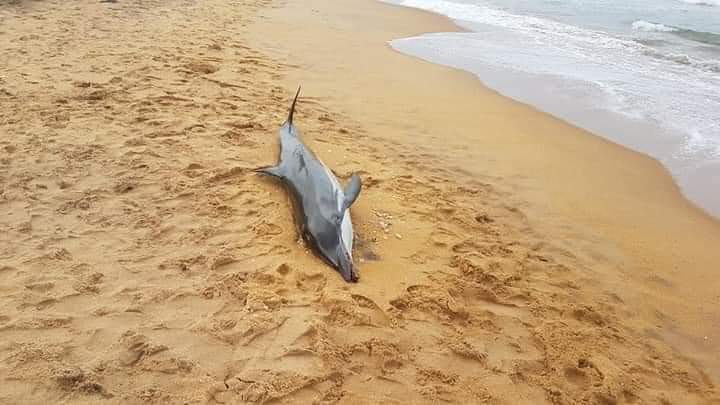 PearlProtectors's tweet photo. A dead dolphin (Striped Dolphin) was seen at Mt Lavinia this morning.
Reason of death unknown.

Ic: janaka rohan thennakoon

#Dolphin #lka #striped #mtlavinia #deaddolphin https://t.co/gIo6ccVTo1