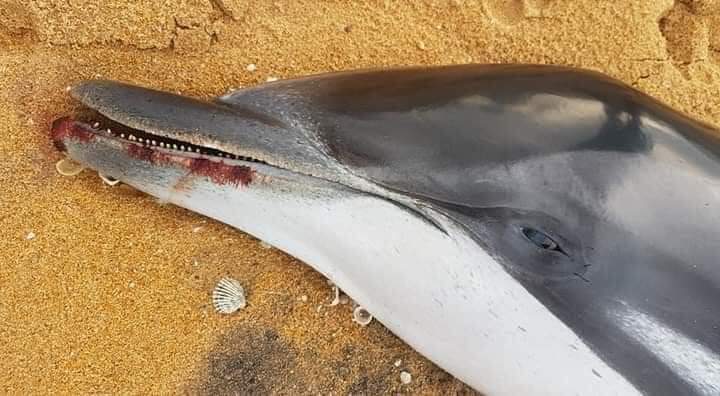 PearlProtectors's tweet photo. A dead dolphin (Striped Dolphin) was seen at Mt Lavinia this morning.
Reason of death unknown.

Ic: janaka rohan thennakoon

#Dolphin #lka #striped #mtlavinia #deaddolphin https://t.co/gIo6ccVTo1