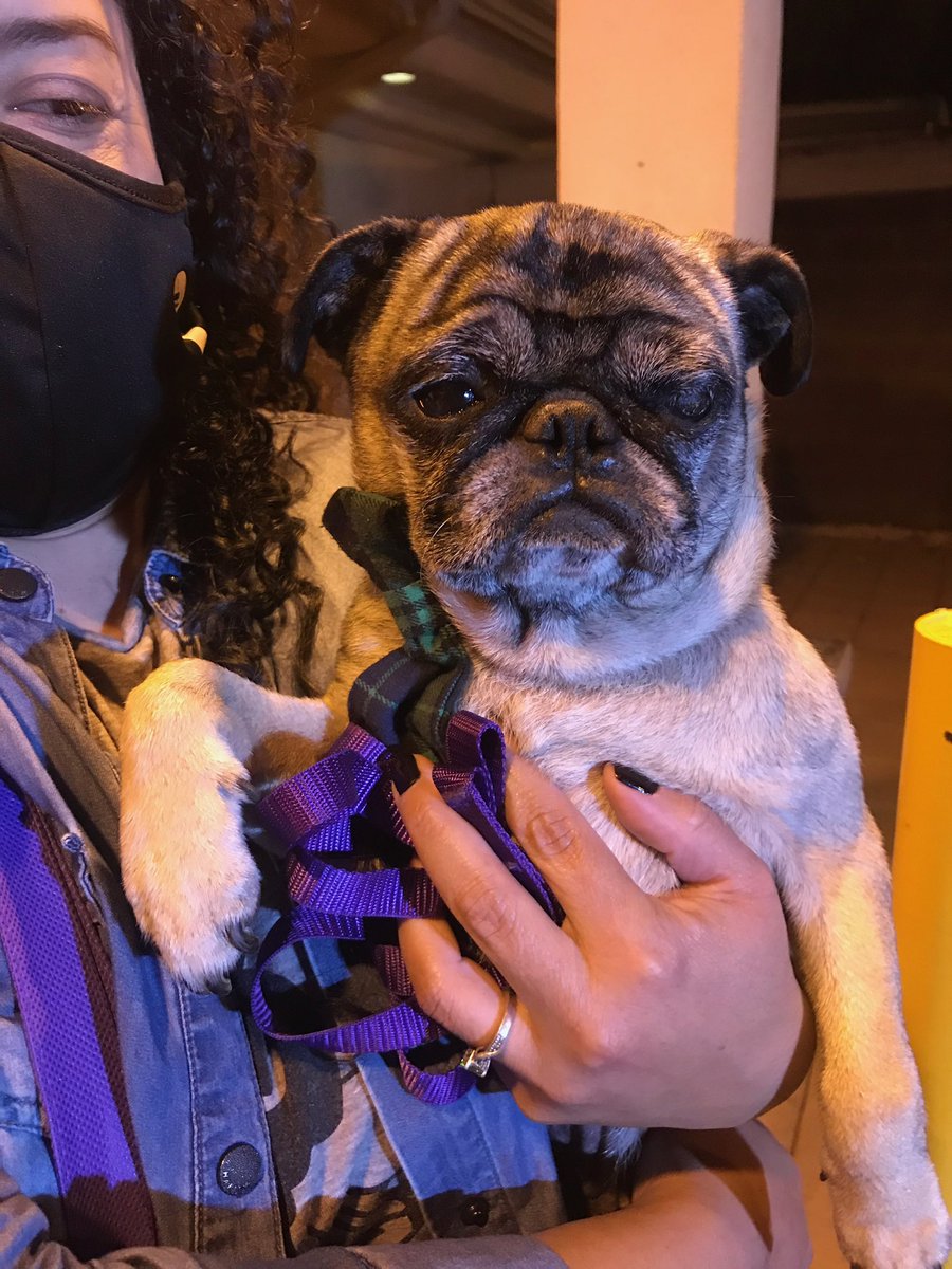 If only dogs could talk. Chato, the pug, would have quite the story. He was missing for 6 years until this past Saturday when someone found him on Highway 99. He was taken to  @frontstreetlife and scanned for a microchip...