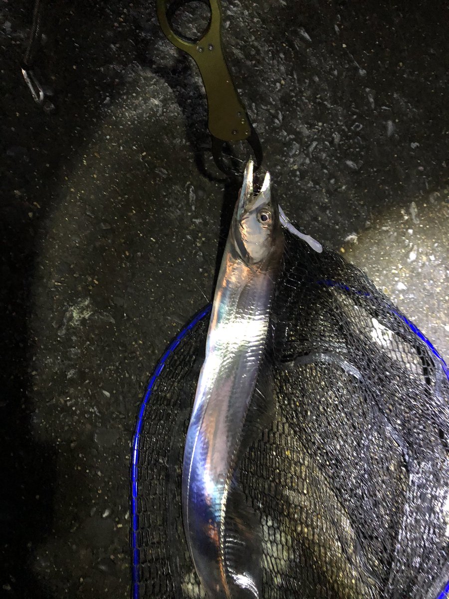 モンステラ 日曜日の木更津沖堤防釣果 の他ワラサ2本バラし 次回は上げてやる なんとなく魚が居る場所わかってきた気がするのは気のせいか 今回のターゲットは 太刀魚だったので大満足 ヒラメはオマケ 即リリースしました 木更津 沖堤防