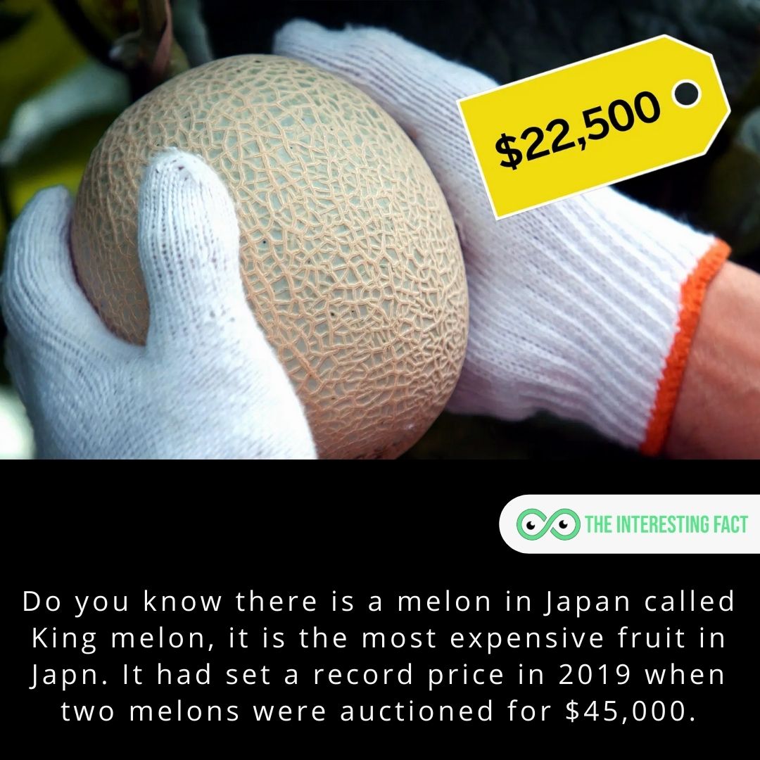 Do you know there is a melon in Japan called King melon, it is the most expensive fruit in Japn. It had set a record price in 2019 when two melons were auctioned for $45,000.

#facts #factsoflife #fact #didyouknow #allfacts #mysteriousfacts #factz #factzoflife #interestingfacts