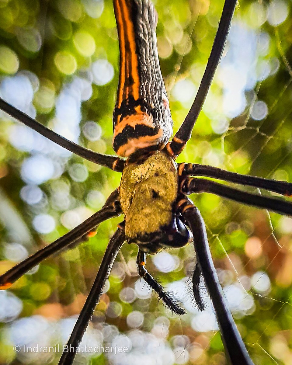 Indraneel1973's tweet photo. Spider macro
#macrophotography
#photography #photographyeveryday #photographyislife #photographylover #photographylovers #mobilephotography #cellphonephotography #macro #nature #naturephotography #naturelover #naturelovers #spiders #macropics #insect https://t.co/4Hk1Xut0RG