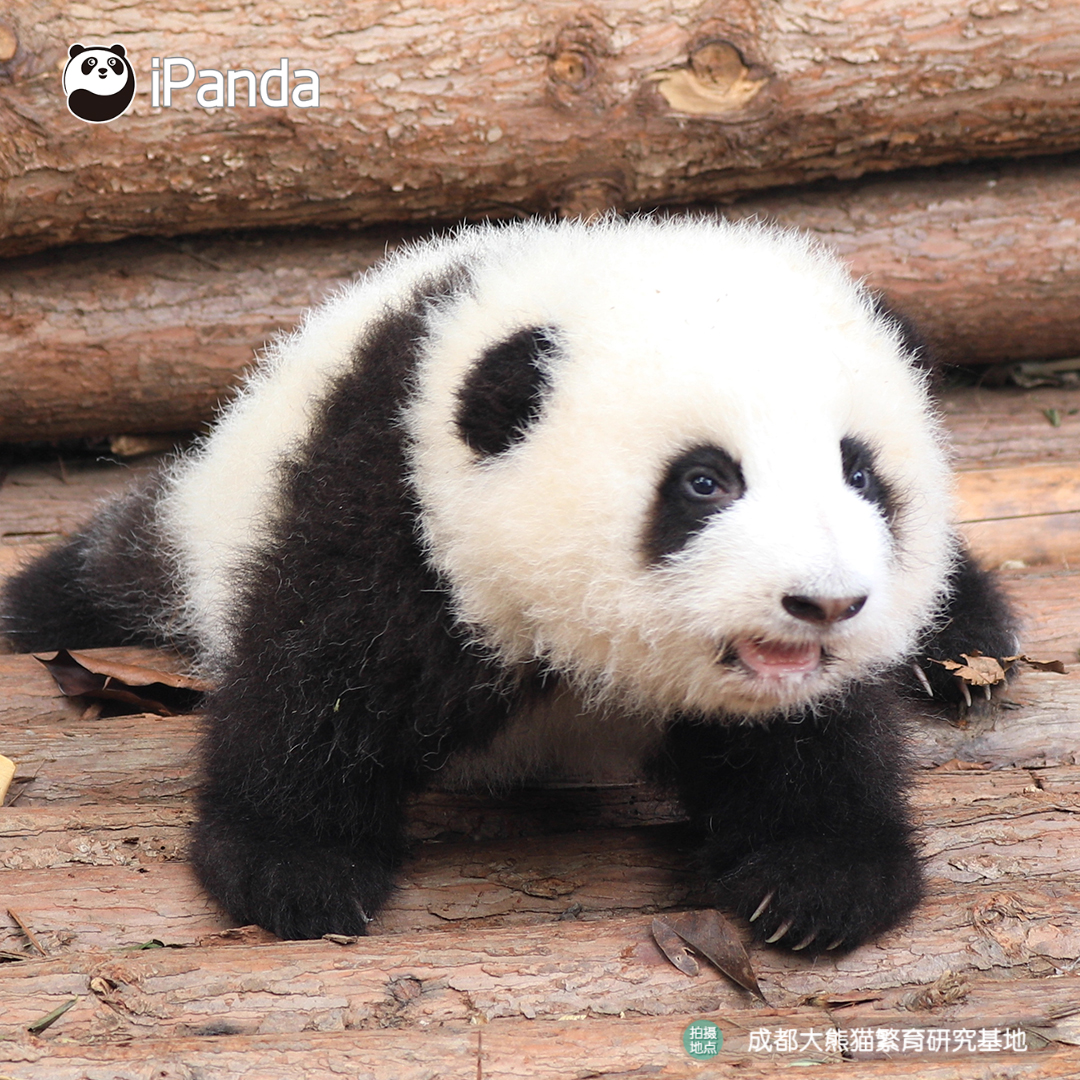 Ipanda Look At My Round Fluffy Face Big Shining Eyes And Cute Little Paws Can You Tell Me Who Is The Sweetest Baby Panda This Year He Hua 圓圓滾滾小臉蛋 閃閃亮亮大眼睛 粉粉嫩嫩小舌頭 今年基地最甜小 花 就是我啦 和花