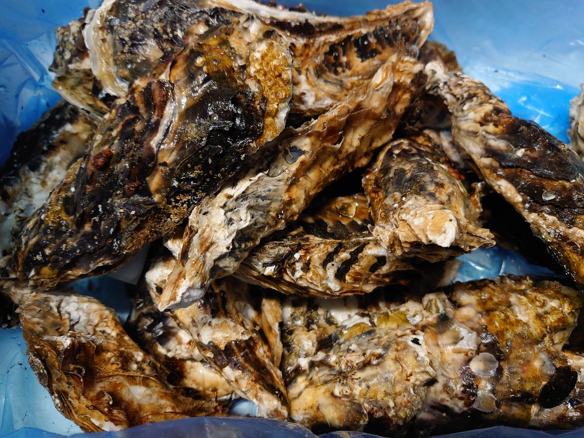 みんなの ごっつ 刺身 口コミ 評判 食べたいランチ 夜ごはんがきっと見つかる ナウティスイーツ