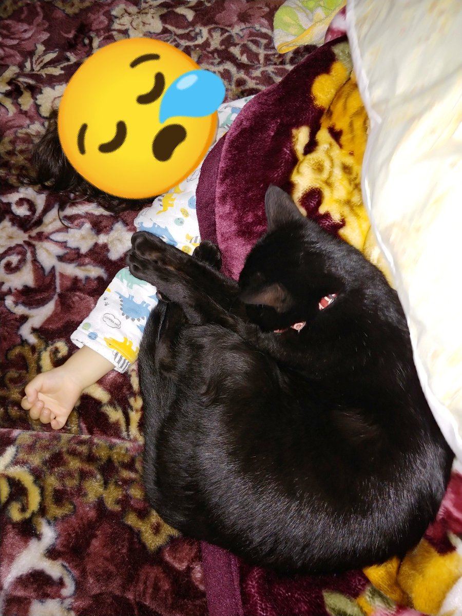 ついふぁん 仔猫を拾ったのでさんの人気ツイート ついふぁん 仔猫を拾ったのでさんの人気ツイート