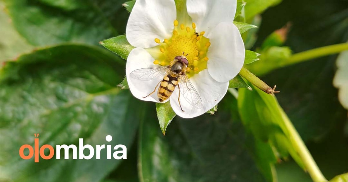 moueller1961's tweet image. #BEES #BEETECH #STARTUP #STARTUPSTOWATCH: Here is a list of #European(+#ISRAEL) #tech #startups that develop #technology to foster #sustainable #apiculture and #pollination 
*#GERMANY #FRANCE #SWISS #UK...siliconcanals.com/news/startups/…