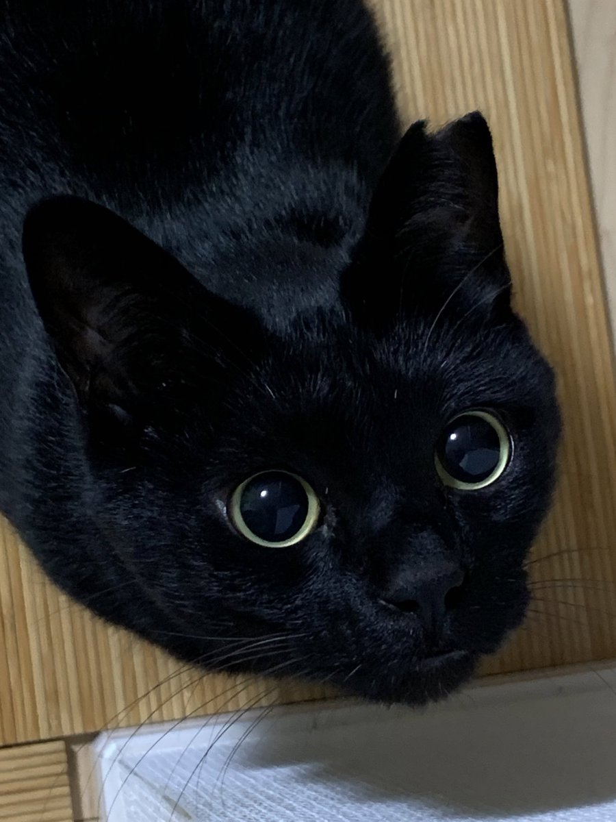 黒猫 くりくりなお目目 W T Co Jkazbdk4ox Twitter