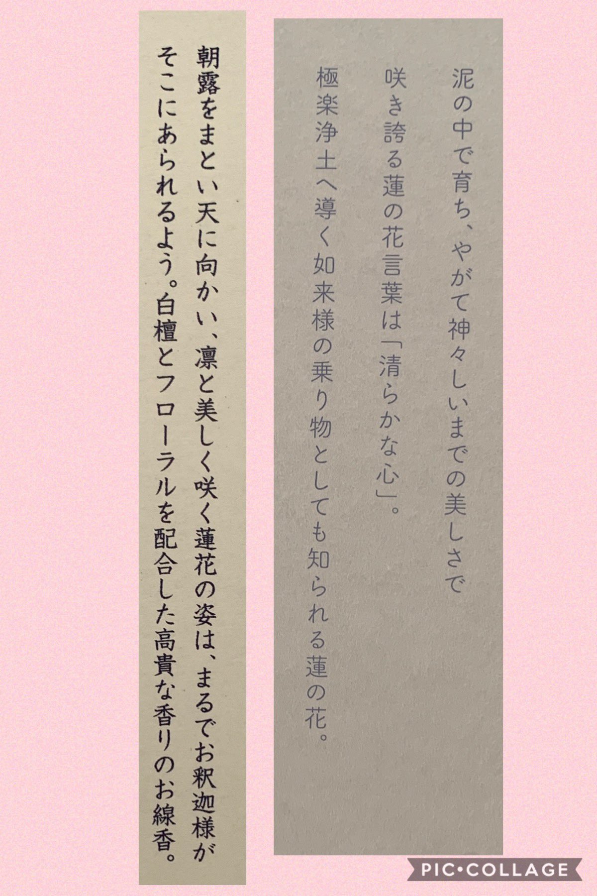 夏 カメヤマローソクさんで雲深不知処と蓮花塢の概念を購入 蓮水香 白檀とフローラルを配合したお線香 白檀の高貴な香り 静室もきっとこんな香りで満ちていたんだろうな 清蓮灯 蓮の花のローソク 水に浮かべる事もできるので 夜だと幻想的かも