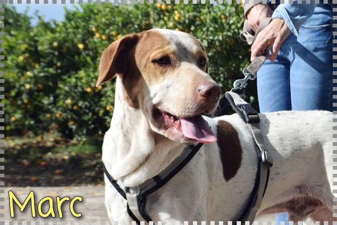Protectora SPAX (@protectoraspax) on Twitter photo Os presentamos a Marc, nuestro precioso grandullón que solo busca mimos y cariño sintiéndose como el más pequeñín del refugio. Tiene 2 añitos, y a pesar de su juventud es muy tranquilo y bonachón. Si buscas un compañero grande ven a conocerle: adopciones@protectoraxativa.org Os presentamos a Marc, nuestro precioso grandullón que solo busca mimos y cariño sintiéndose como el más pequeñín del refugio. Tiene 2 añitos, y a pesar de su juventud es muy tranquilo y bonachón. Si buscas un compañero grande ven a conocerle: adopciones@protectoraxativa.org