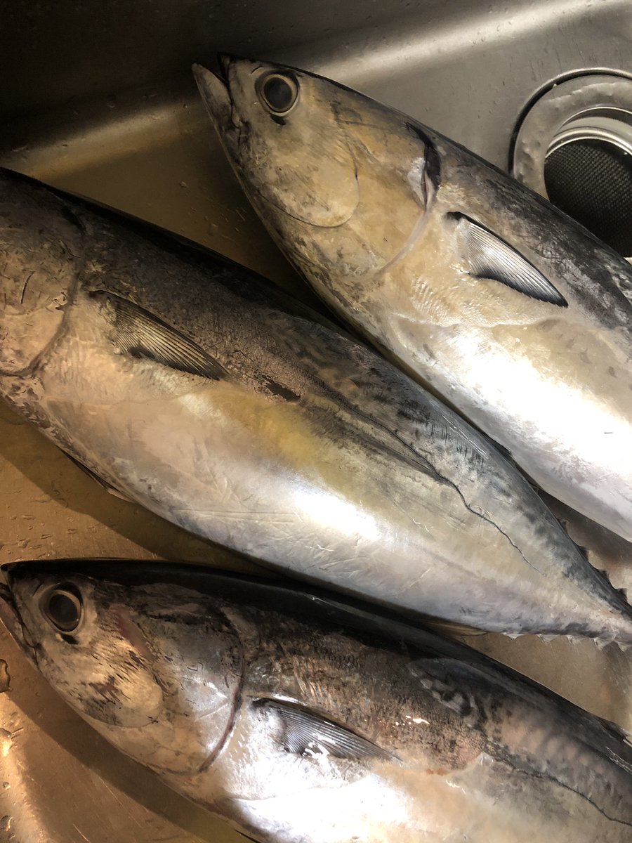 Ototodiningbou 当店には専属の釣師が数名います 日野駅たまり処ごん店主釣物です 本ガツオを凌ぐヒラソウダの入荷です 今宵のお刺身に盛込みます ご希望ならばヒラソウダのお造りもやりますよ ご来店お待ちしております Bou たまり処ごん