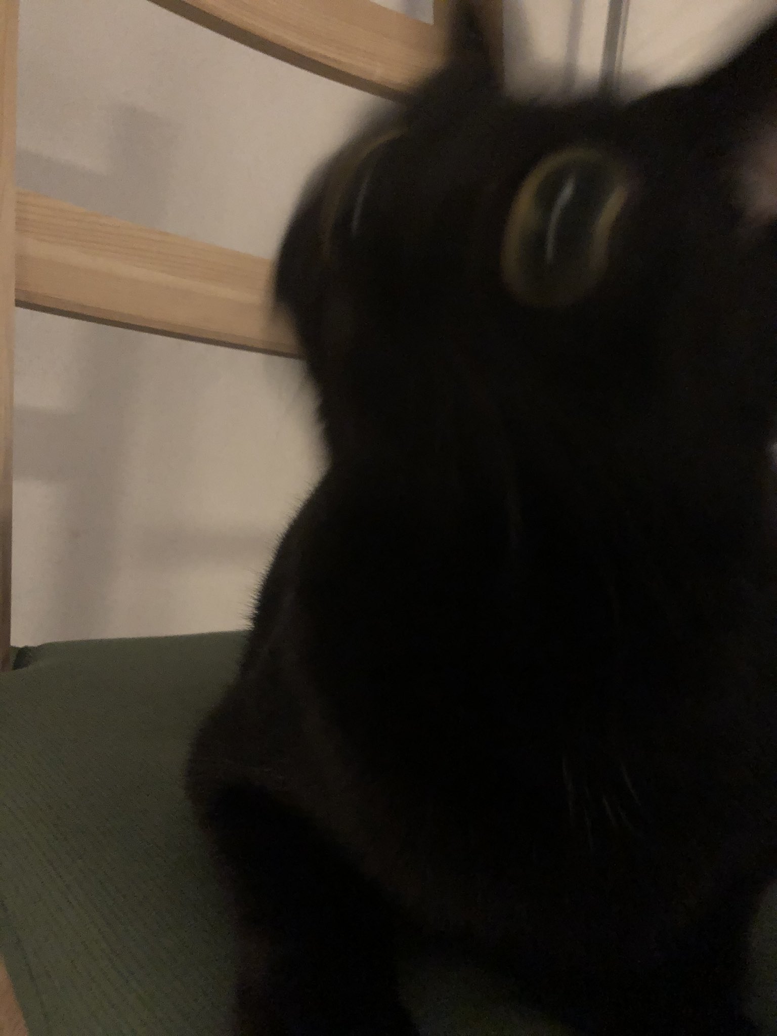 黒猫のこねろく on X: 