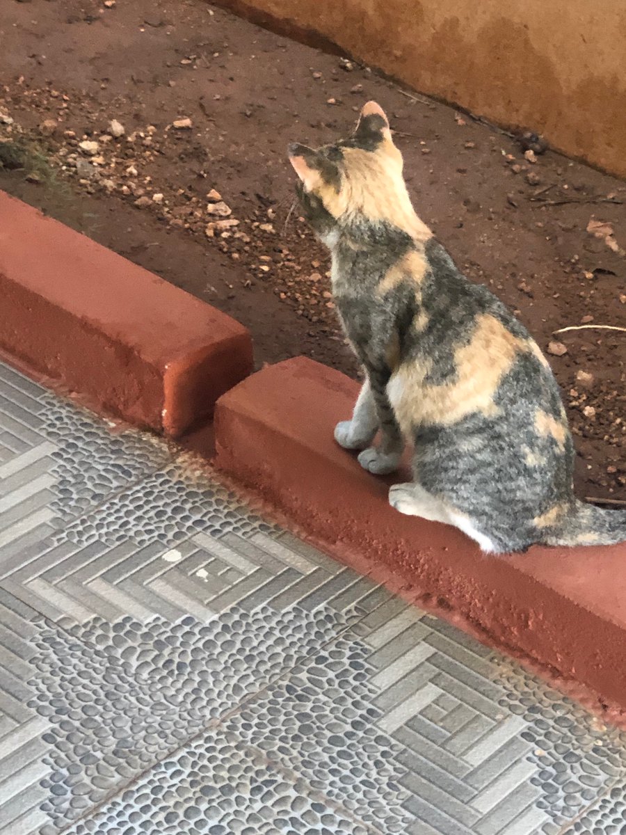 RabindarVidhya's tweet photo. #photooftheday #VRclicks #catsoftwitter #cats #notposing https://t.co/2aiLi4QPHn