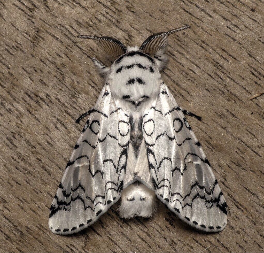 OUTFITS EN LEPIDÓPTEROS .
El orden Lepidoptera (polillas y mariposas) es el tercer grupo de insectos más diverso. Con casi 158mil especies descritas, corresponde al 15% de todas las especies de insectos conocidas.

#VanekitaNekita 🧵