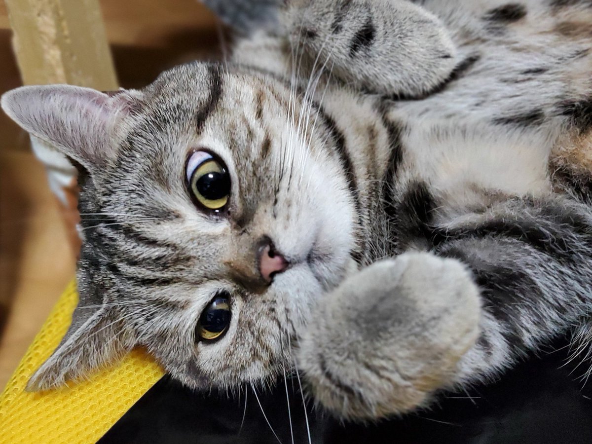 나른하게 누워있지만 언제든 냥냥펀치를 날릴 준비가 되어있는 고앵이