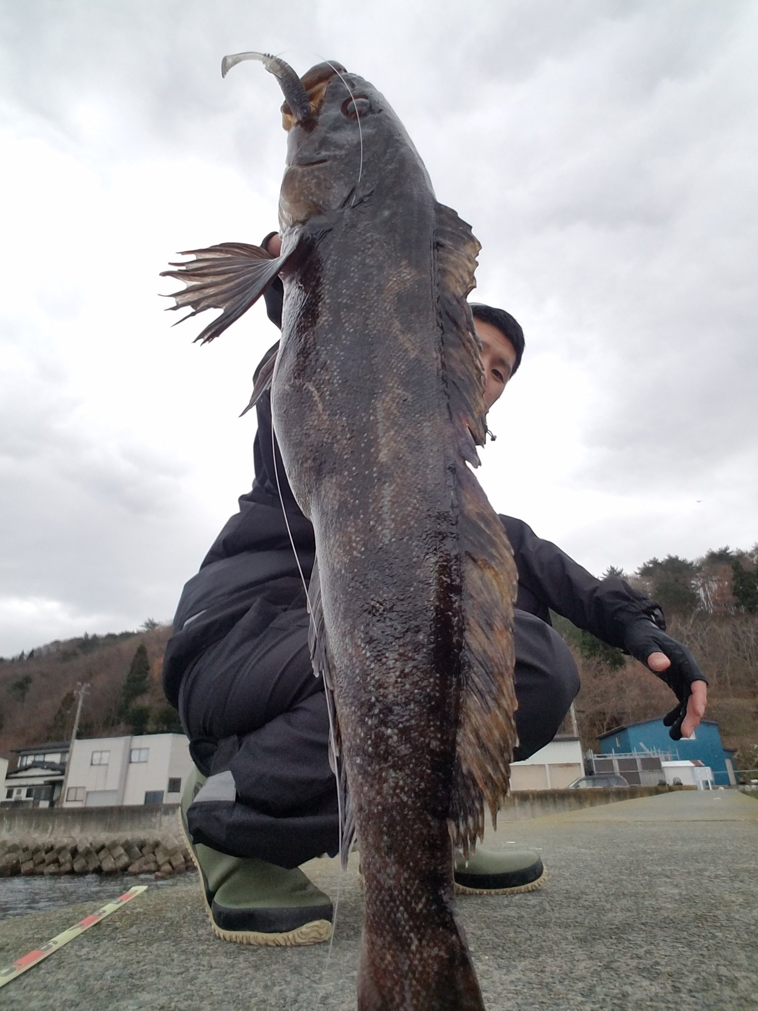 りゅ ナマズみたいに見えてカッコ悪い 写真の撮り方下手くそ アフター ボロボロの個体でした 夏泊 アイナメ T Co Zwnp6wi3xu Twitter