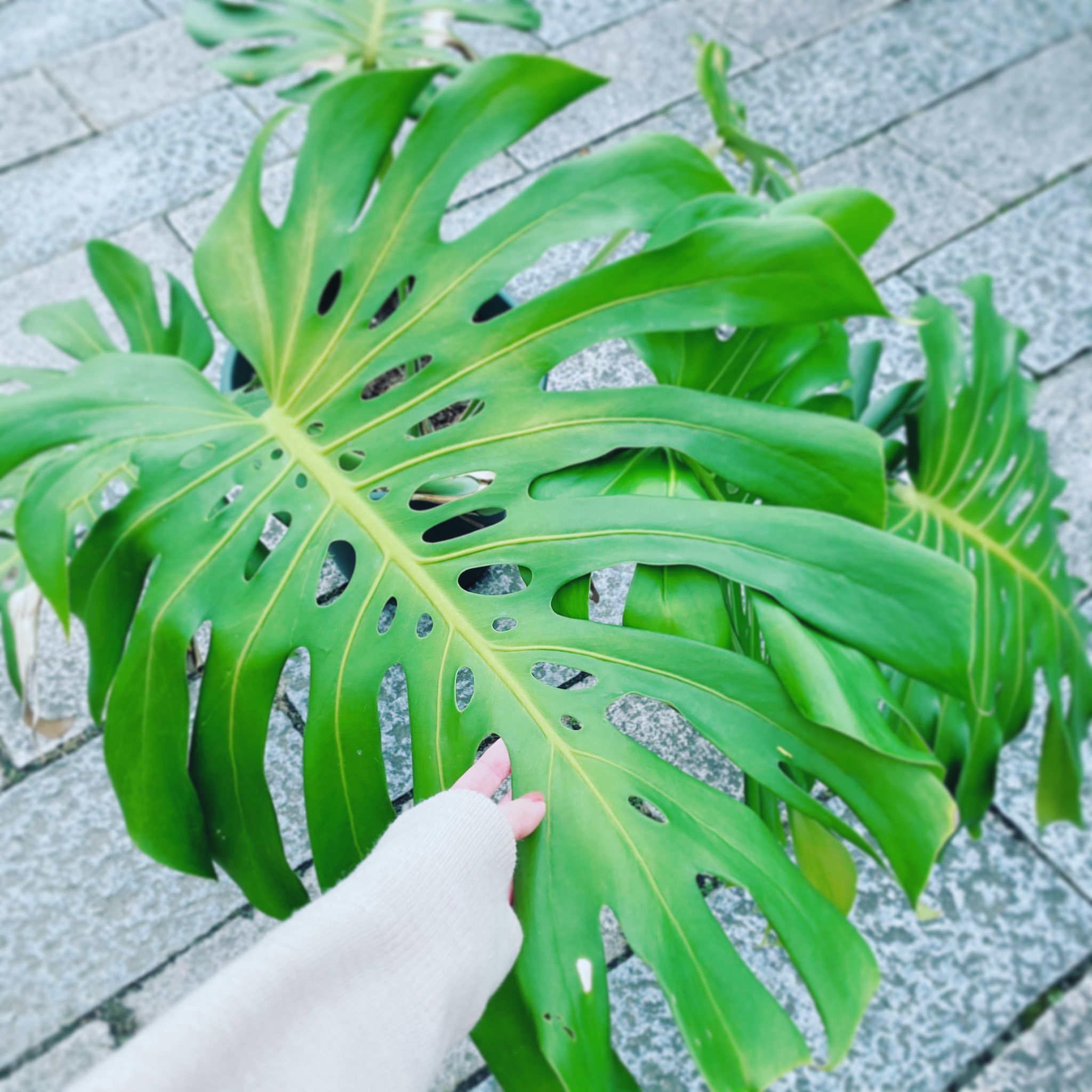 Cronico ムラタ 種から育てたモンステラデリシオーサさん どこまで大きくなるのかしら モンステラ モンステラデリシオーサ モンステラ成長記録 植物のある暮らし 観葉植物