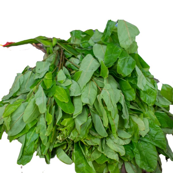 African rosewood leaf is the English name for Oha leaf. You can consume  this plant as a herb in hot water or you can cook them as vegetable for  your various dishes