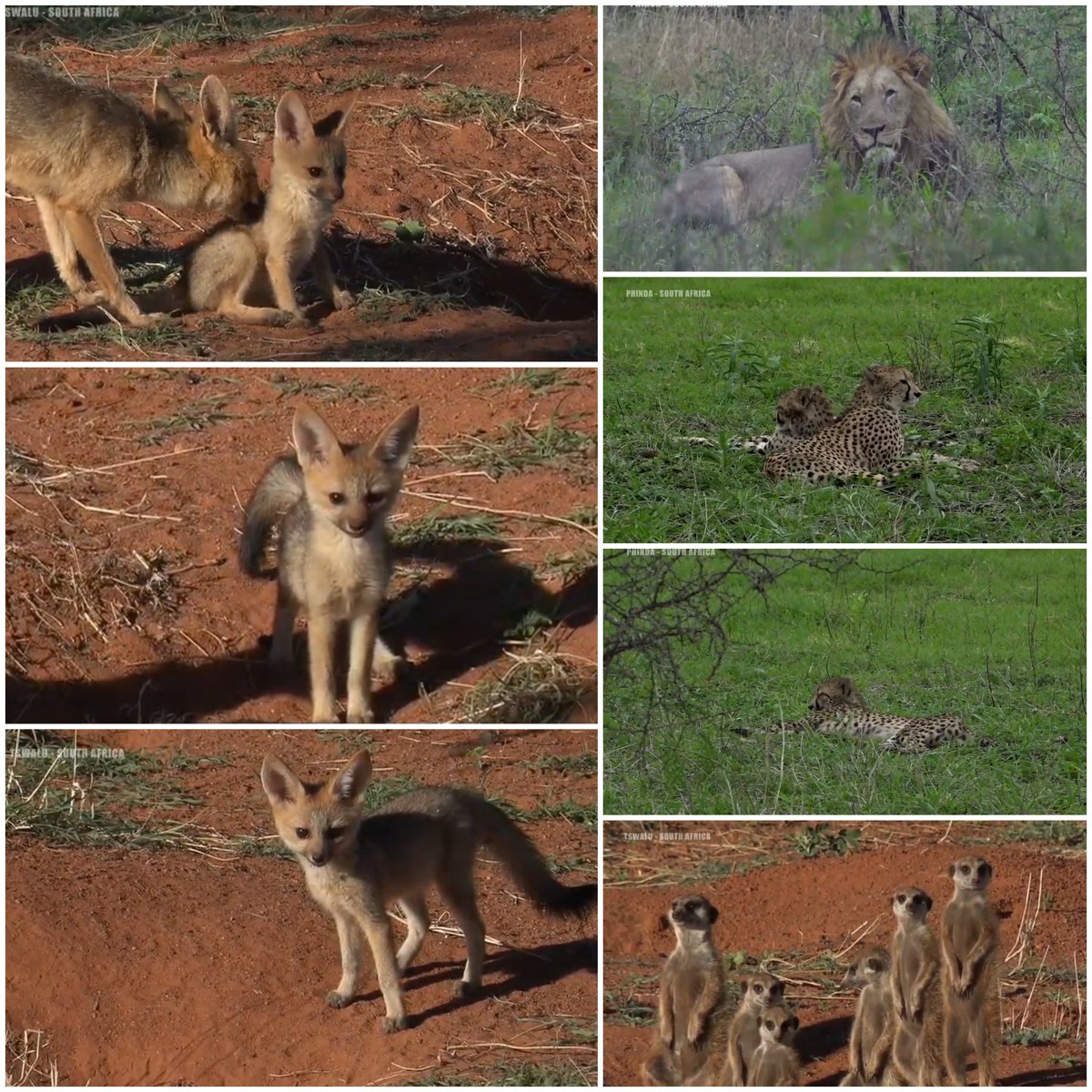JoyR_1980's tweet photo. Sunrise safari 25 November 2020 #wildearth https://t.co/u8qvg81BNh