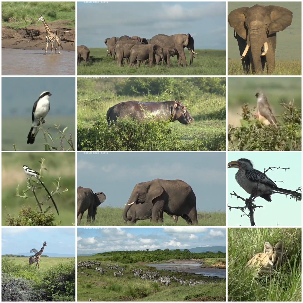 JoyR_1980's tweet photo. Sunrise safari 25 November 2020 #wildearth https://t.co/u8qvg81BNh