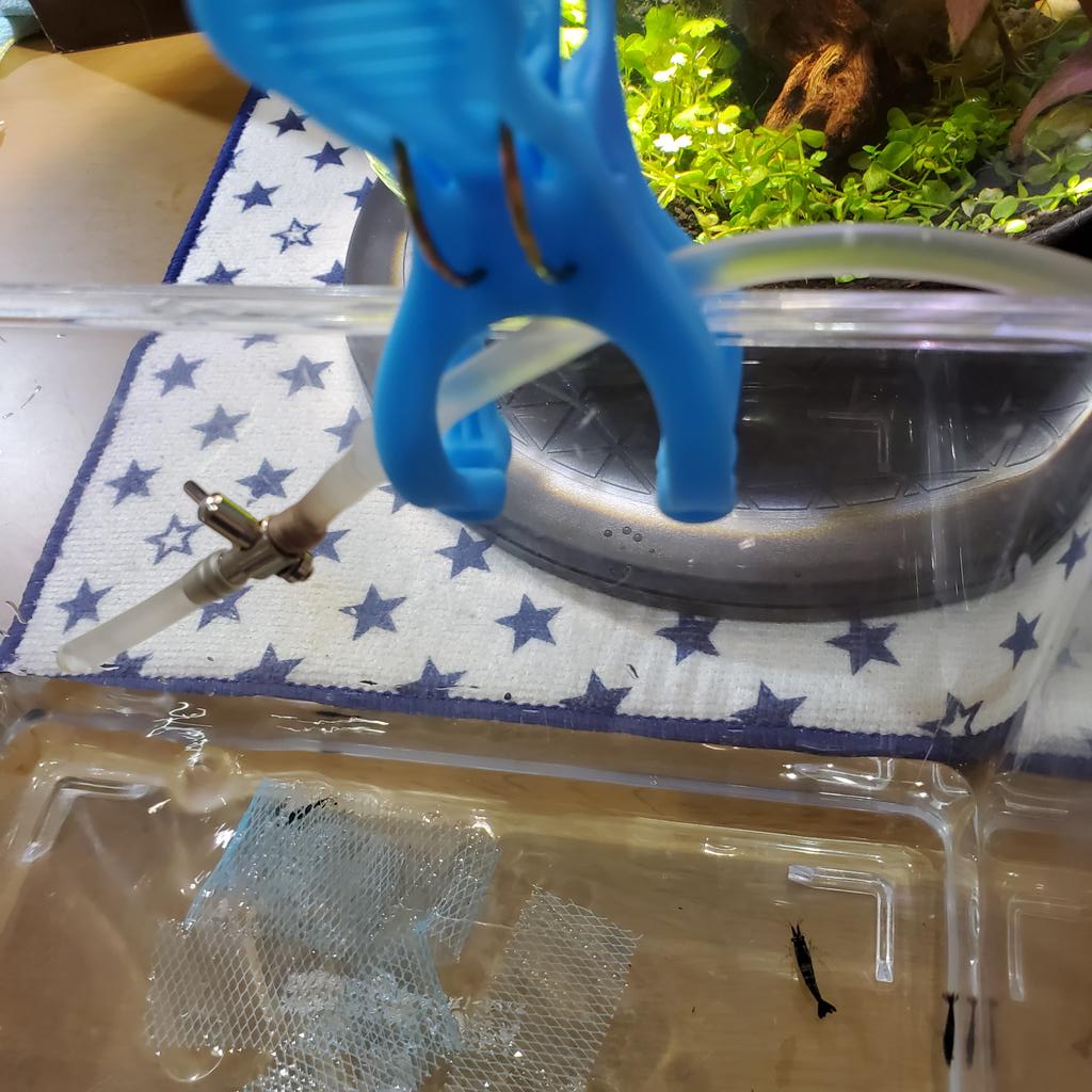 ベルベットブルーシュリンプ Twitter Search Twitter