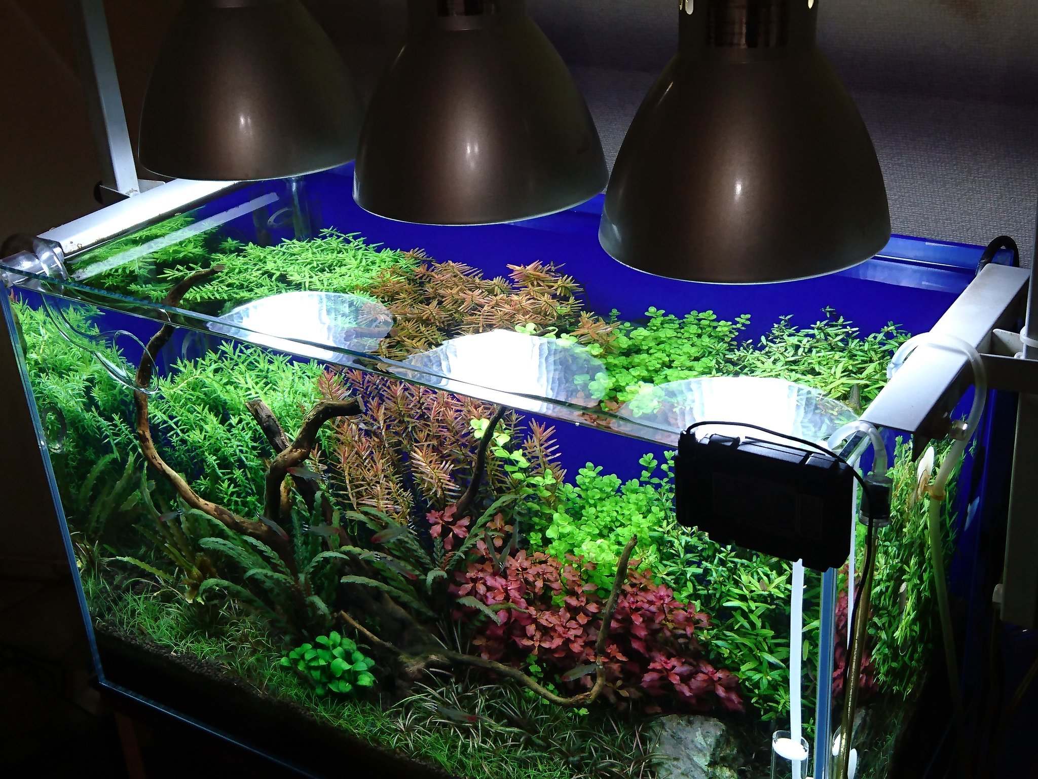 تويتر なおなり على تويتر ヴォルテス ３本 無事届きました やっぱ新品は明るいねー これで しばらくは ライト の心配は無し と信じたい アクアリウム 水草水槽 熱帯魚 T Co 03u0dmksuw