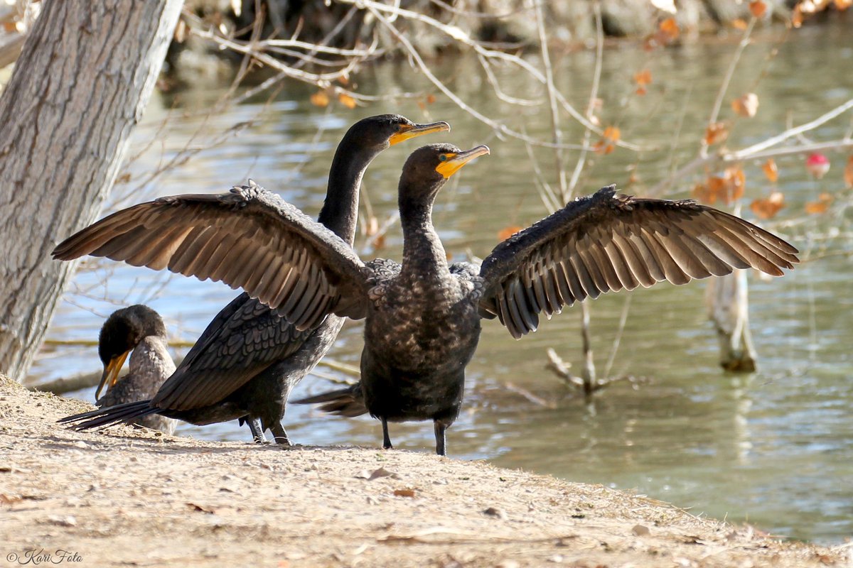 Cormorants 
.
#KariFoto #DailyBird #Canon #canonphotography #CanonFavPic #birdphotography #cormorants