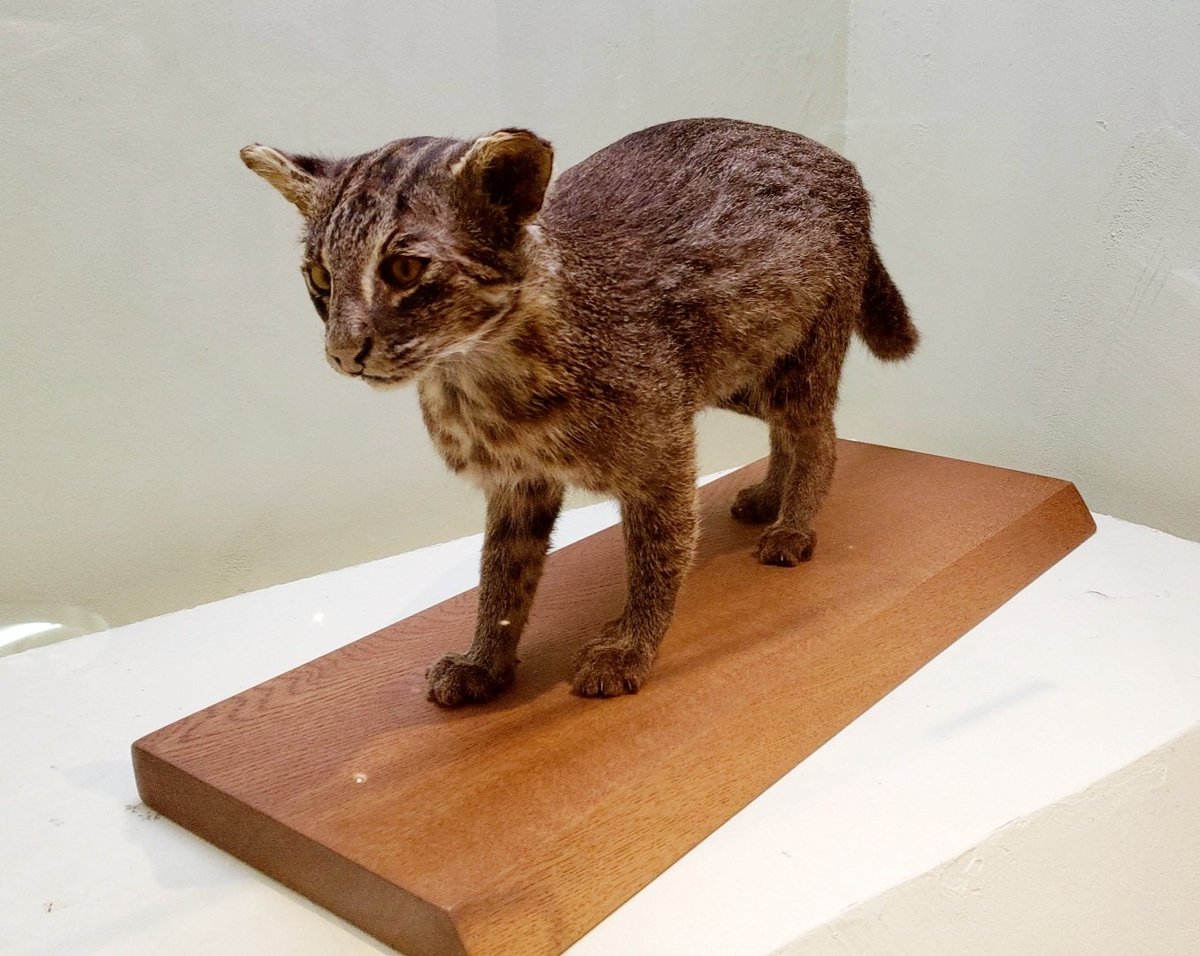 イリオモテヤマネコ イリオモテヤマネコ