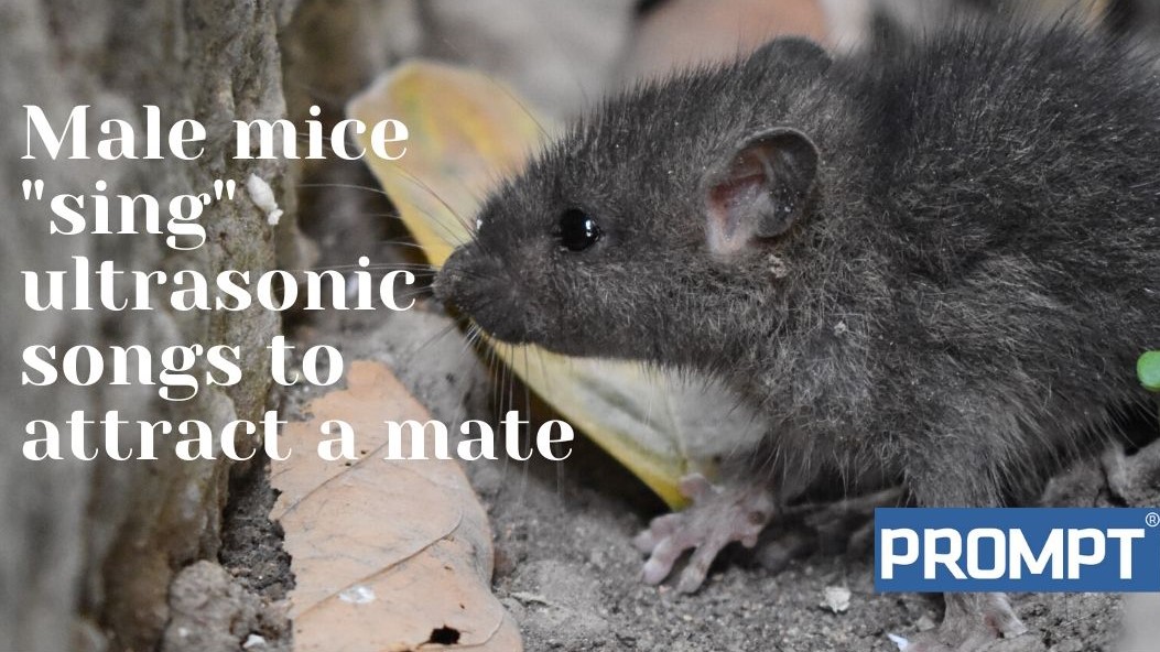 BASIS_PROMPT's tweet photo. Their high-frequency mating calls have been compared to birdsong. #WednesdayWisdom #CPD #pestcontrol https://t.co/Z9qWNAh3PA