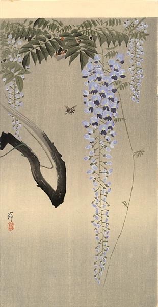 “The lovely flowers Embarrass me. They make me regret I am not a bee.” ~ Emily Dickinson [Wisteria and Bee, c.1930 - Ohara Koson] thunderstruck