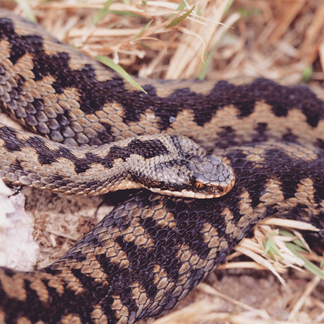 Although the Reptile Centre has been closed this year, we’ve still been looking after the creatures that live there. In September, the female adder gave birth to her live young and they’re all hibernating in the area where they were born at the centre. #WildlifeWednesday