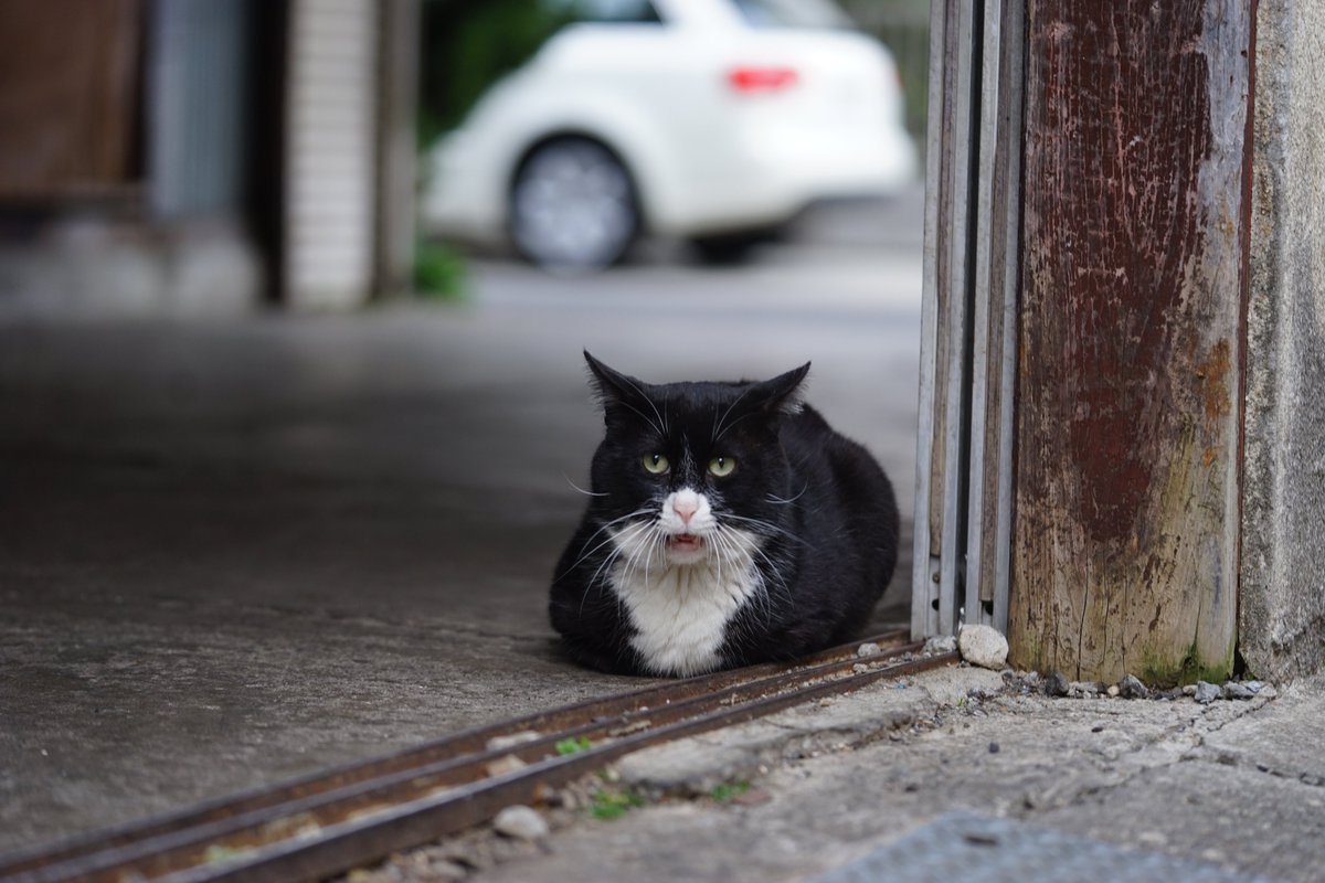 ねこ か ます Twitter