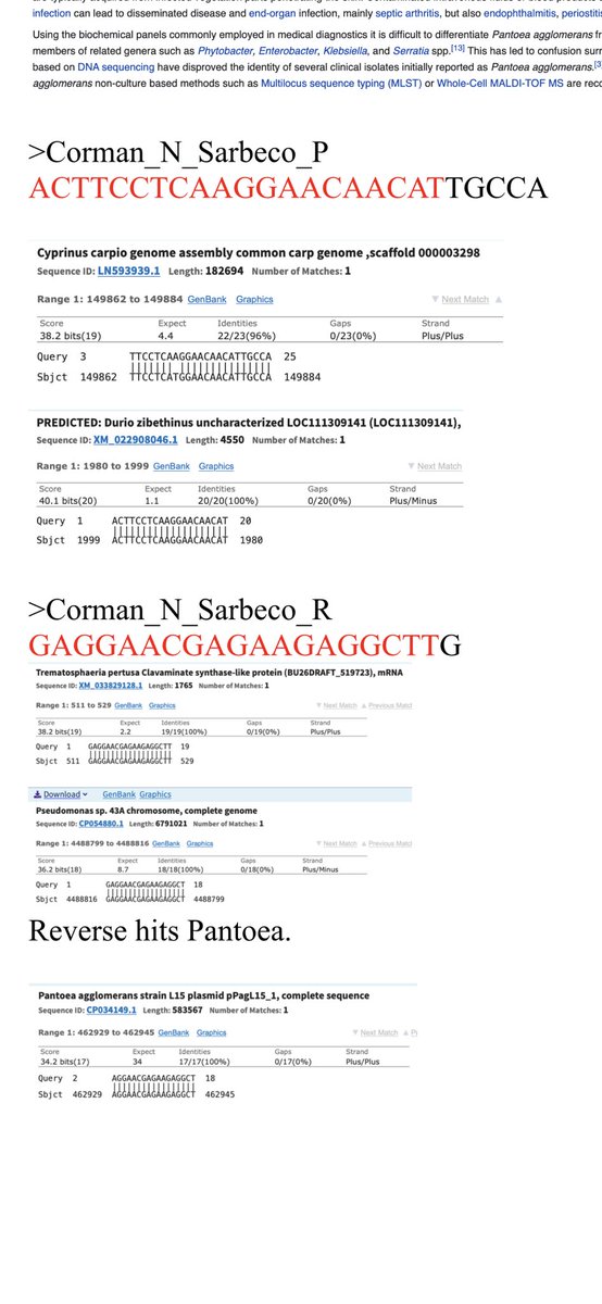 There is a long list of hits. I’ve only highlighted a few.You can copy and paste the above primers into NCBI BLAST and have a hay day poking through potential hits. https://blast.ncbi.nlm.nih.gov/Blast.cgi?PROGRAM=blastn&PAGE_TYPE=BlastSearch&LINK_LOC=blasthome