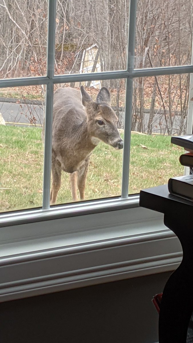 jakeith_2000's tweet photo. Had some morning visitors stealing pumpkins off the front porch. @Eweather13 https://t.co/jMwzOjuywA