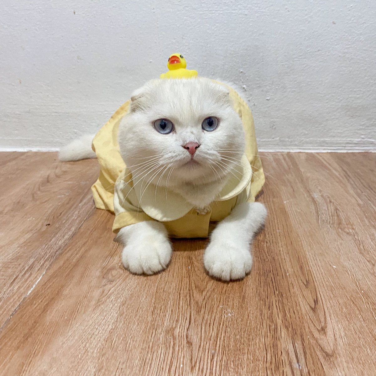 ૮꒰˵• ﻌ •˵꒱ა tweet media