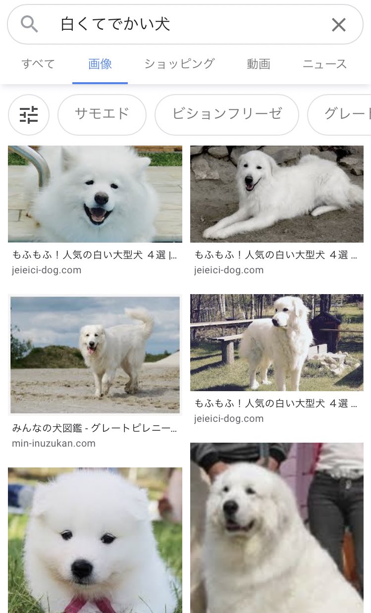 A K A たまちゃん ごみ サモエドが思い出せなくて 白くてでかい犬 で検索かけたら出てきたかわいい A K A たまちゃん ごみ サモエドが思い出せなくて 白くてでかい犬 で検索かけたら出てきたかわいい