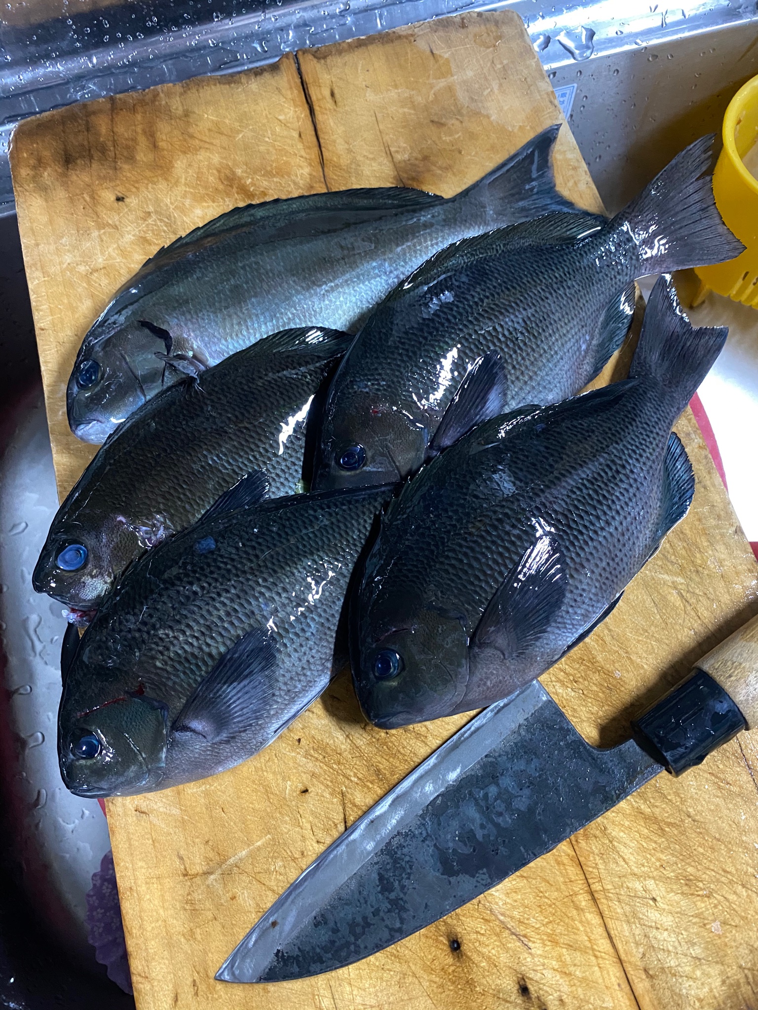 夏蜜柑 今日のお魚はメジナ めっちゃ綺麗におろせた 炙りとお刺身にしてみたけどめっちゃ美味かった 魚料理 メジナ グレ 刺身 料理好きな人と繋がりたい T Co As5tpzqm3n Twitter