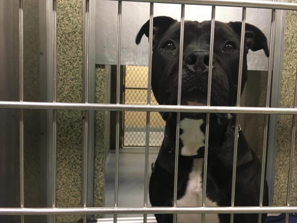 HELP! I DON’T WANT TO SPEND ANOTHER HOLIDAY BEHIND BARS 💔 Ripley needs an active home with a playful dog. Kids 17+ Town of Hempstead Animal Shelter, Wantagh NY 516-785-5220 email adoption@tohmail.org <a href="/darth/">darth™</a> <a href="/KeithOlbermann/">Keith Olbermann</a> #dogsoftwitter #adoptdontshop
