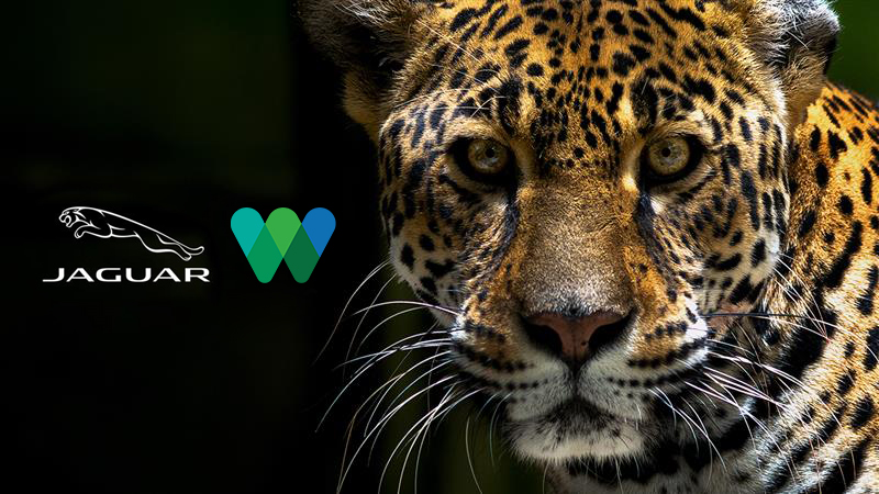NEWS: Jaguar is teaming up with <a href="/TheWCS/">WCS</a> to raise awareness of the big cat for International Jaguar Day on November 29 media.jaguar.com/en-us/news/202…