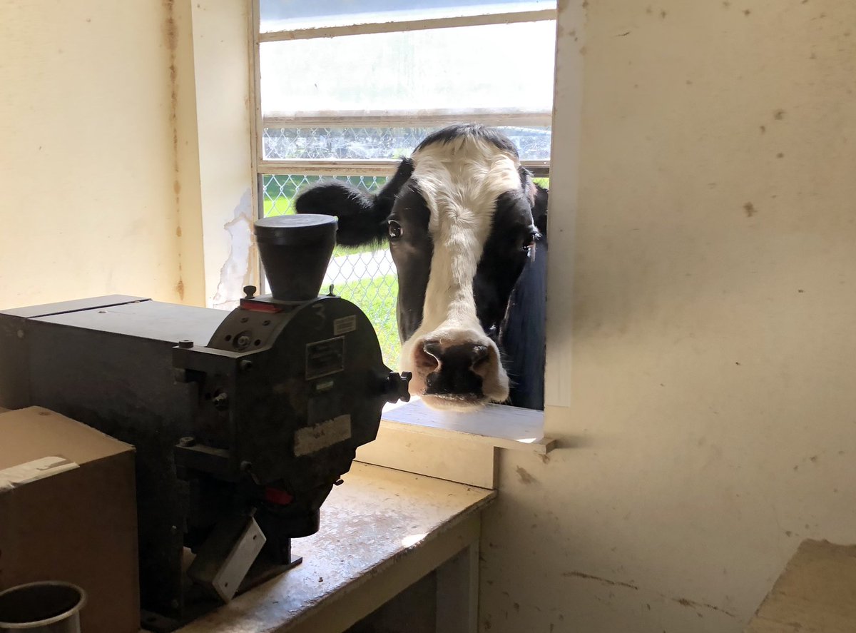 campbellfood's tweet photo. Bovine supervisors checking in during plant tissue grinding. @sustainfl and I thank @FaciolaLab for sending the help! https://t.co/mTy7ENNIv2