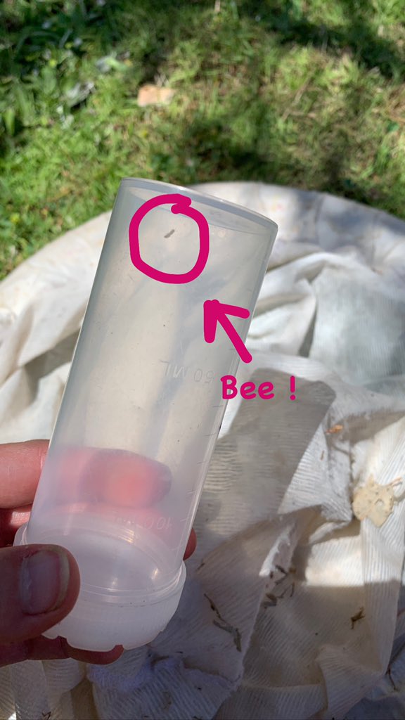 BeeBabette's tweet photo. #AustralianNativeBees some of the #smallest in the world! ๐ As with many #bees they can only be collected with a #sweepnet - bee bowls donโt catch them (read more here: https://t.co/i0Ocx4ZWrJ )
#colletid #bees #tiny #OzPollinators #macro #Entomology #insects #taxonomy https://t.co/7LTP6hySzj