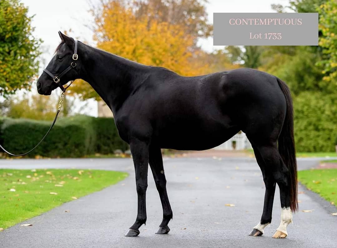 WatershipStud's tweet photo. 2/3: Included in the draft is maiden mare CONTEMPTUOUS, lot 1733 a daughter of Hoity Toity. Making this filly a half-sister to the dual G1 winner LILLIE LANGTRY, herself the dam of the champion 2 & 3yo filly in Europe MINDING.
#BreedingSuccess #BreedingChampions #nuturingtalent https://t.co/qOulbDcgtV