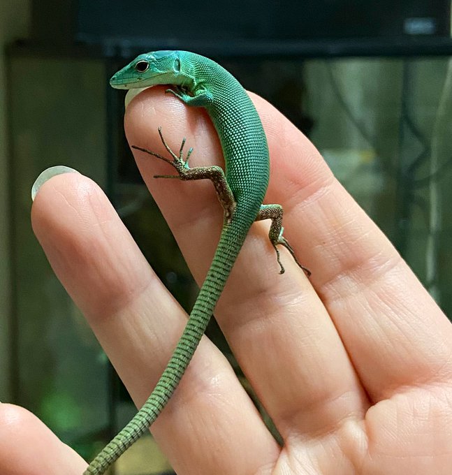 カナヘビのtwitterイラスト検索結果 古い順