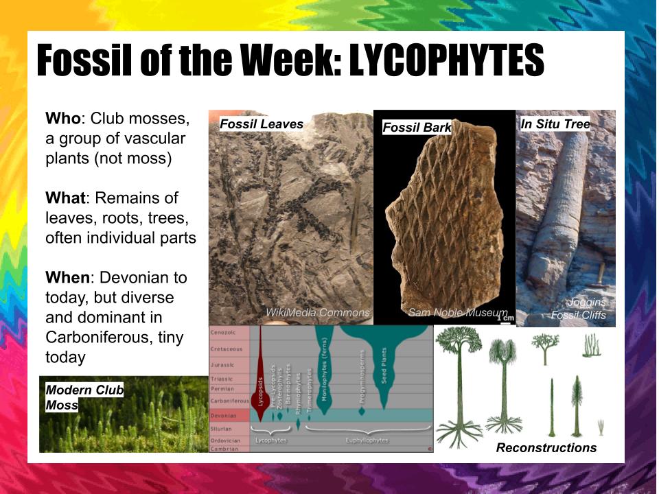 FossiloftheWeek's tweet photo. For playoff 4, its a plants versus animals in a double throw down.
Two giants LYCOPHYTES and AMMONITES face off in the geo league, whilst newcomers GORGOSAURUS and ARCHAEFRUCTUS enter the Mesozoic melee in the evolution league. Vote now! https://t.co/fpbIUN0iIc